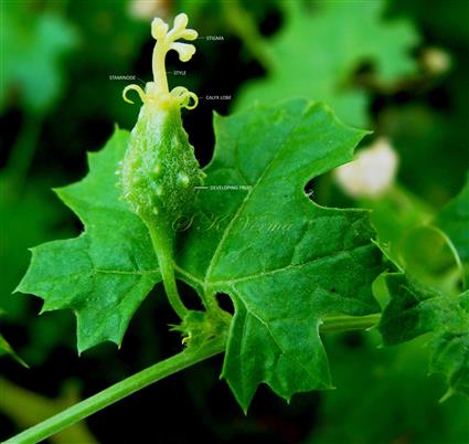  Young fruit